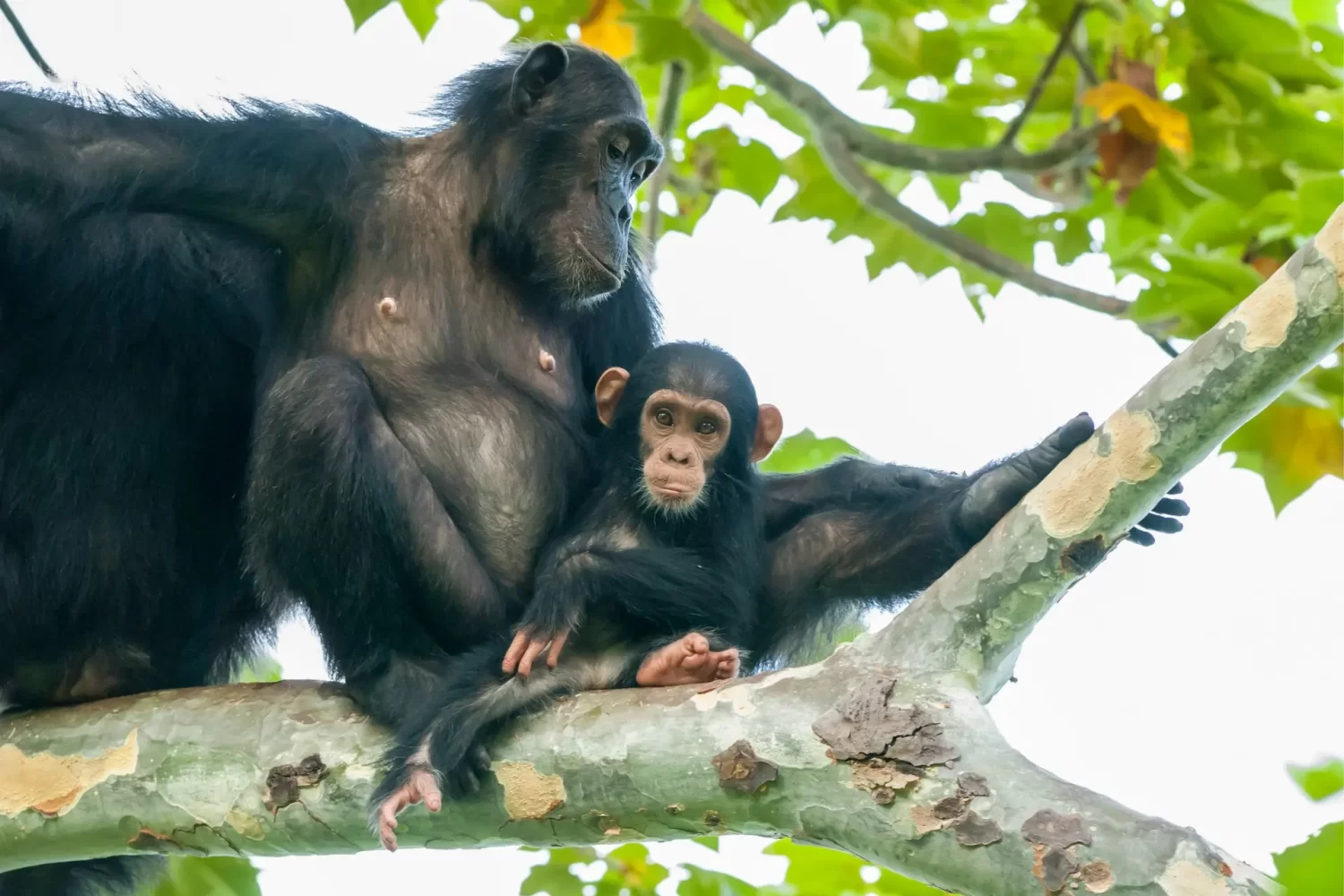 chimpanzee-trekking-at-gombe-national-park-1