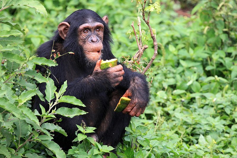 Chimps Trekking & Tracking