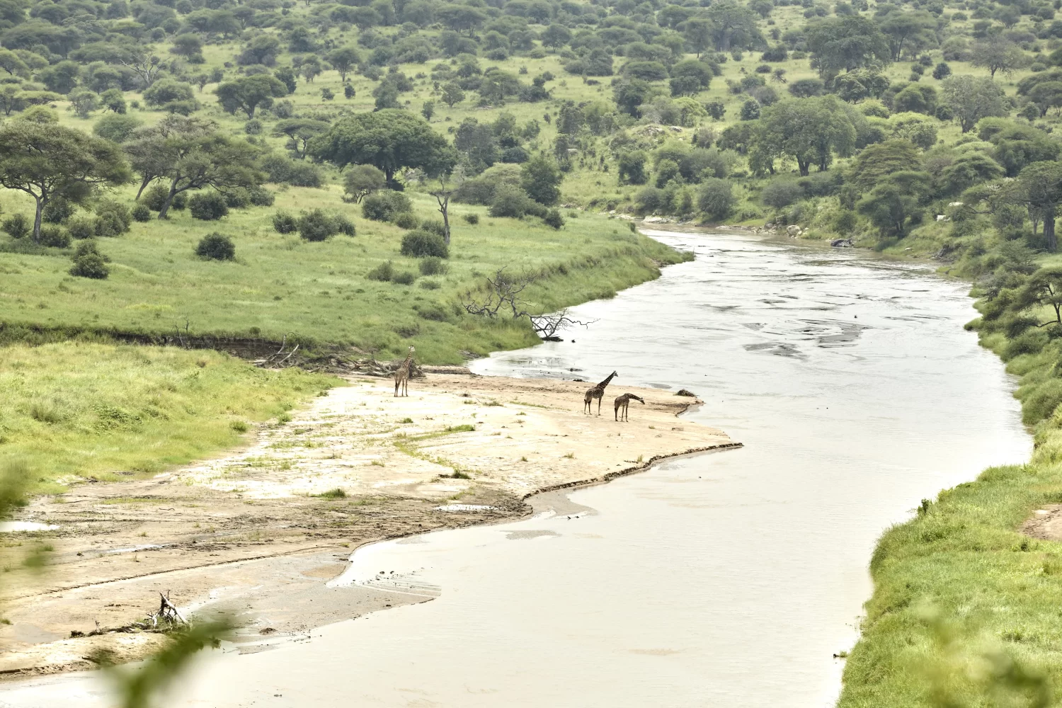 Expansive-Vistas-Giraffes-in-Tarangire-River-scaled