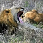 286933-lion-in-mikumi-national-park