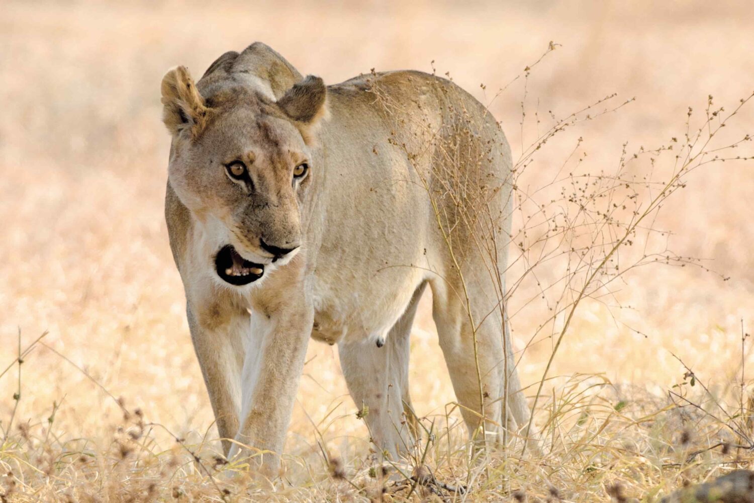 66194fa3ace368e42a923983_mikumi-lion