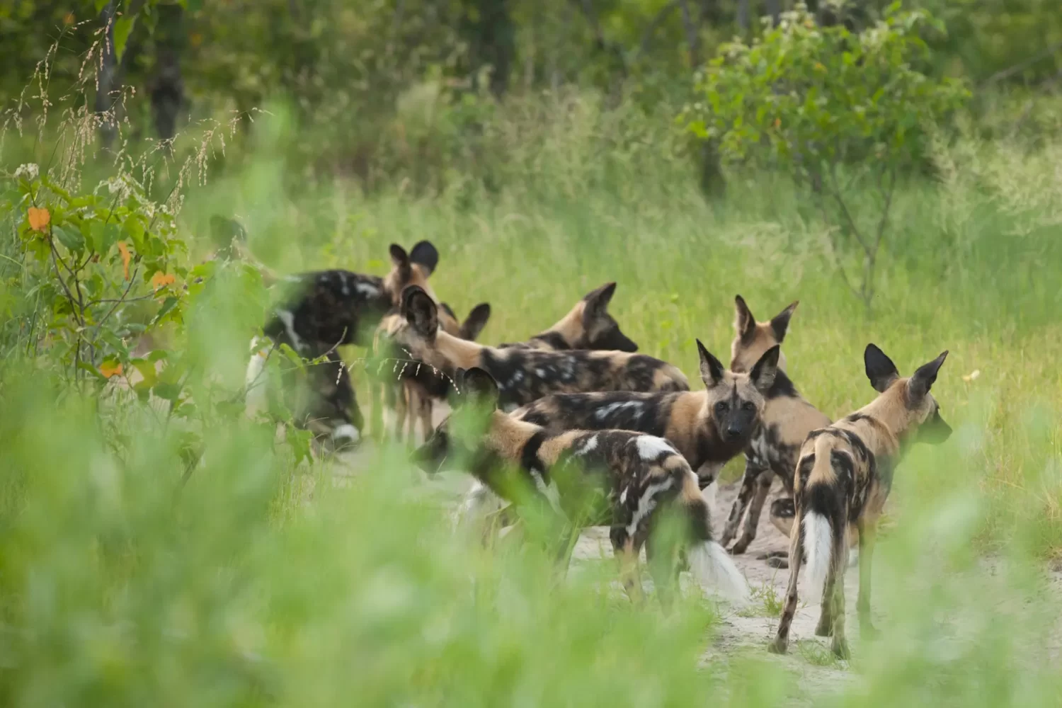8-Day-Safari-Nyerere-Mikumi-Ruaha-–-Fly-out-to-Mafia-End-in-Zanzibar-2
