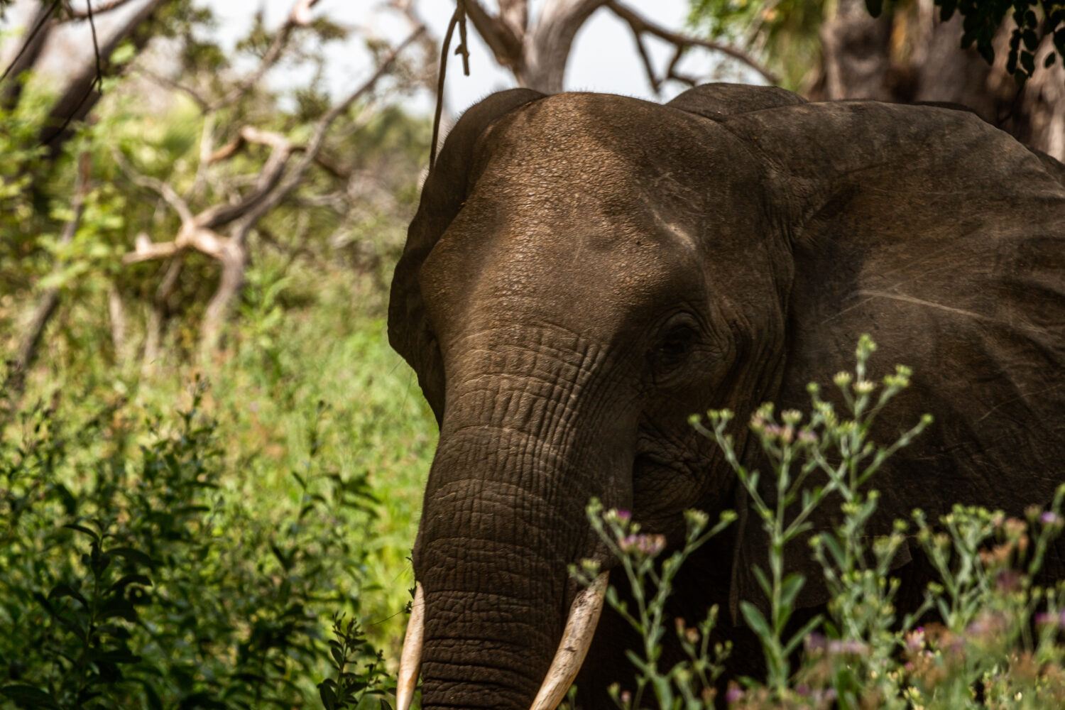 Elephant in Nyerere National Park