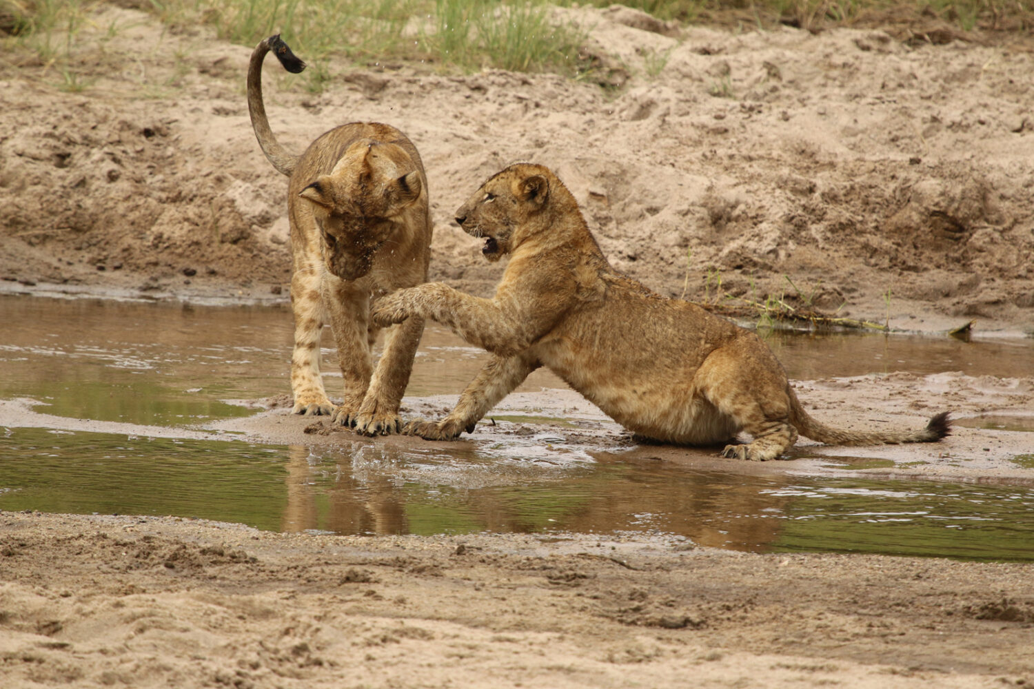 Mikumi National Park