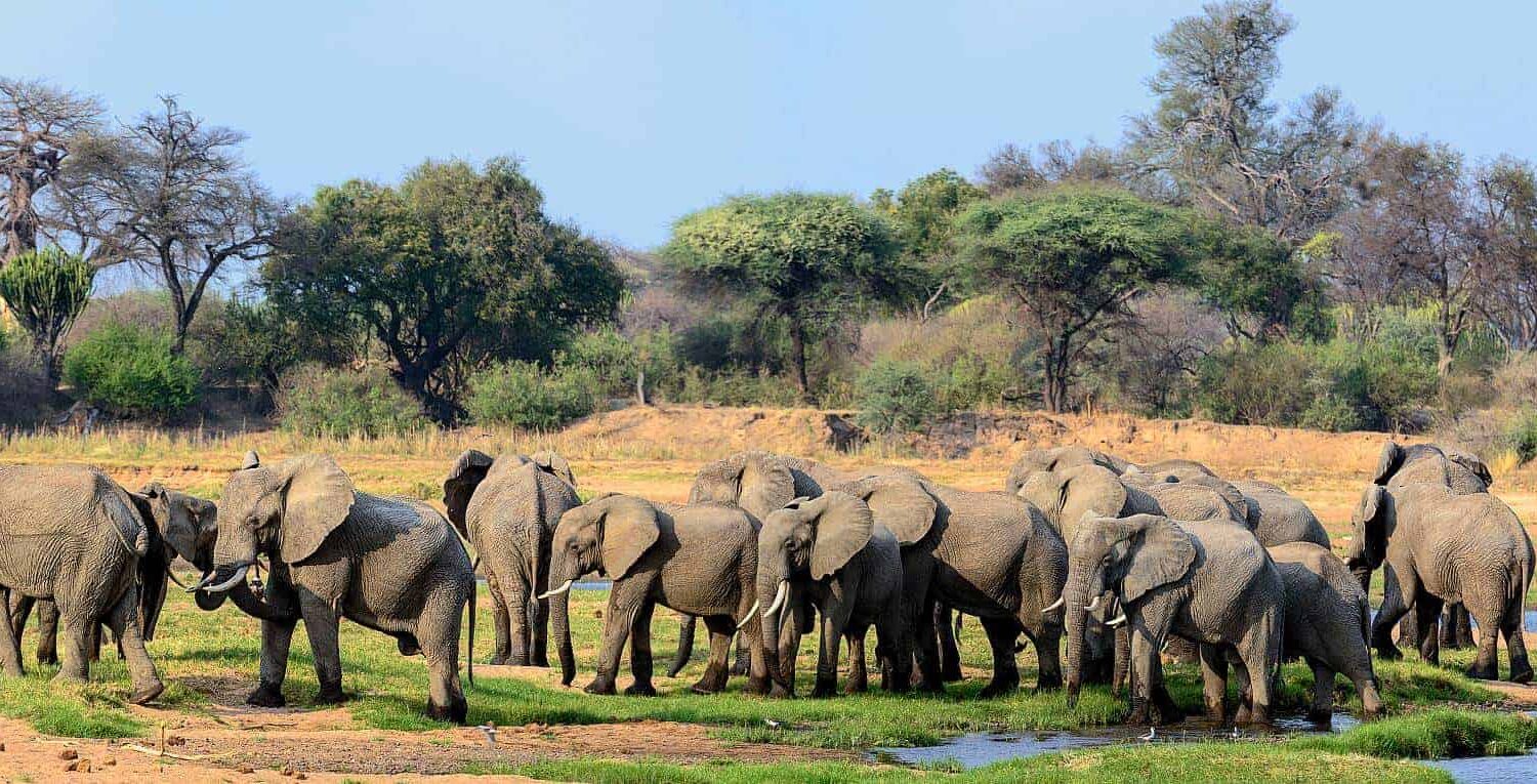 Tanzania Safari Experts37