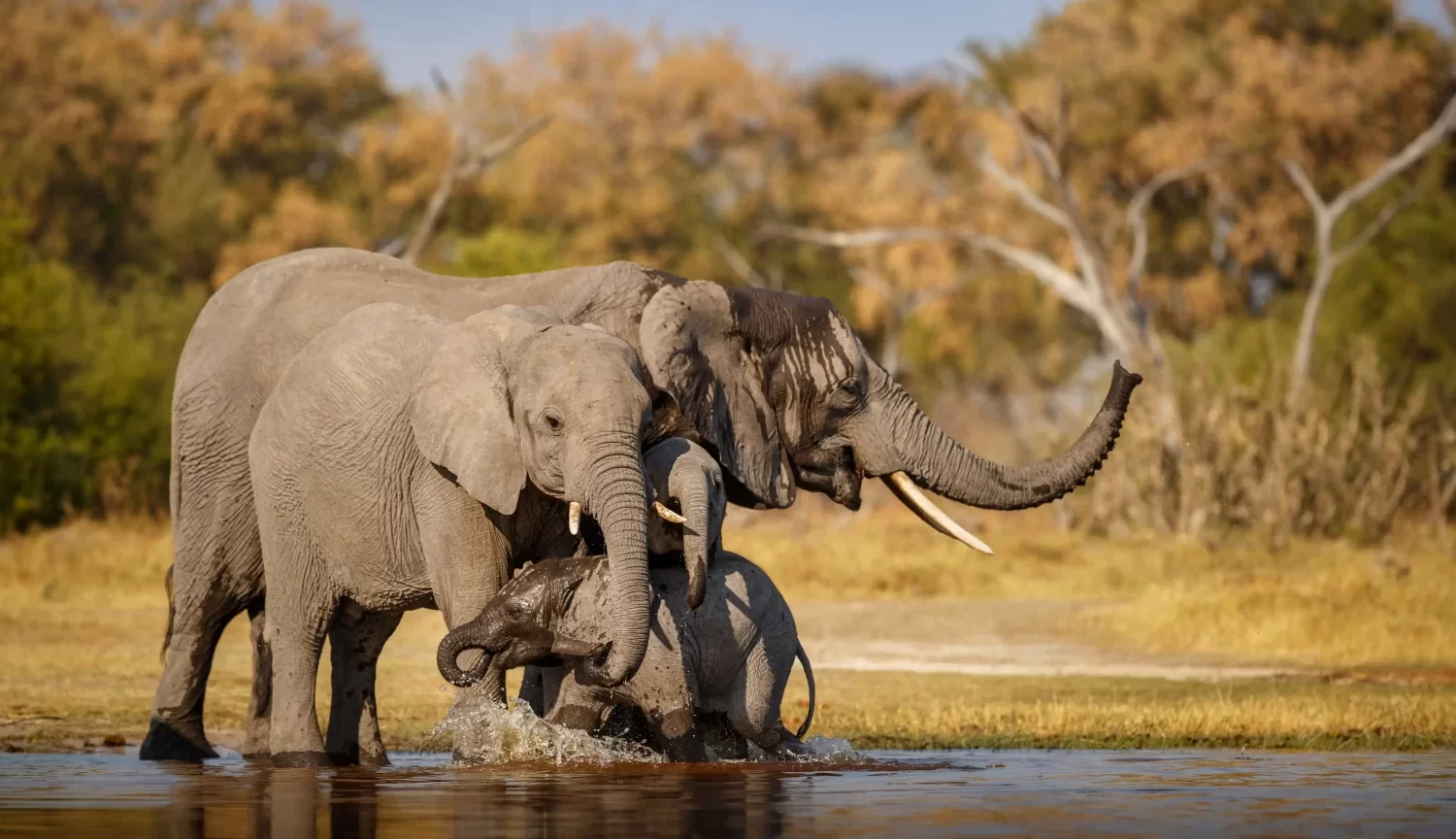 african-elephants-together-nature-1536×864