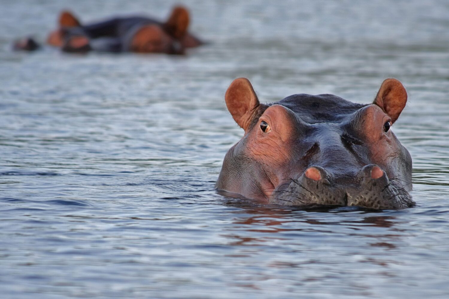 hippo-gcb91f921b_1920
