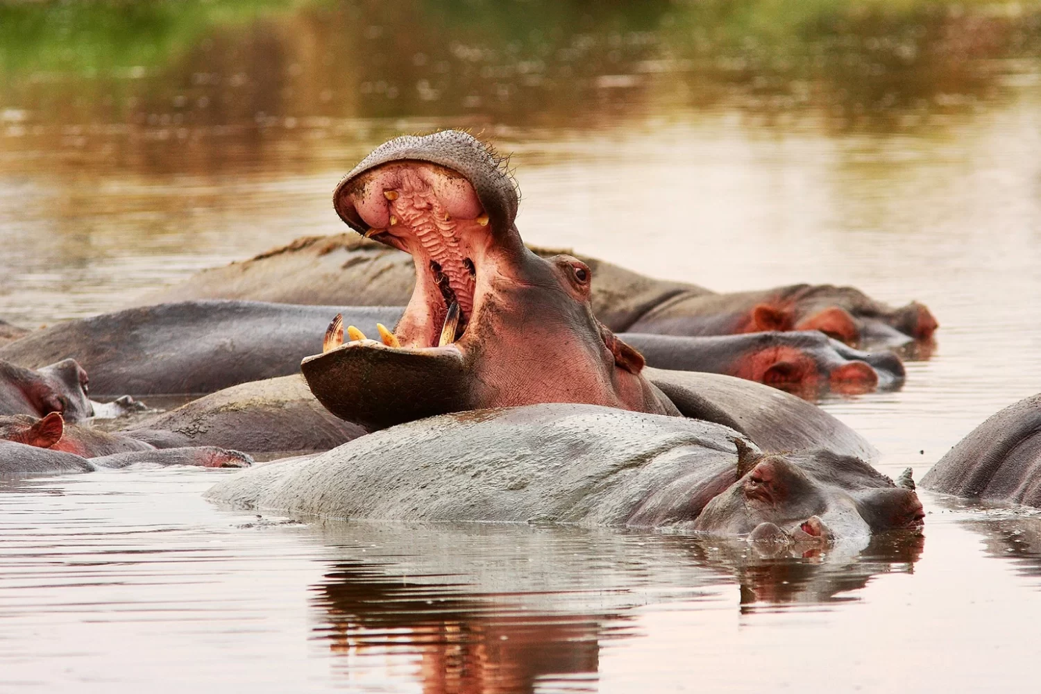 mikumi-national-park