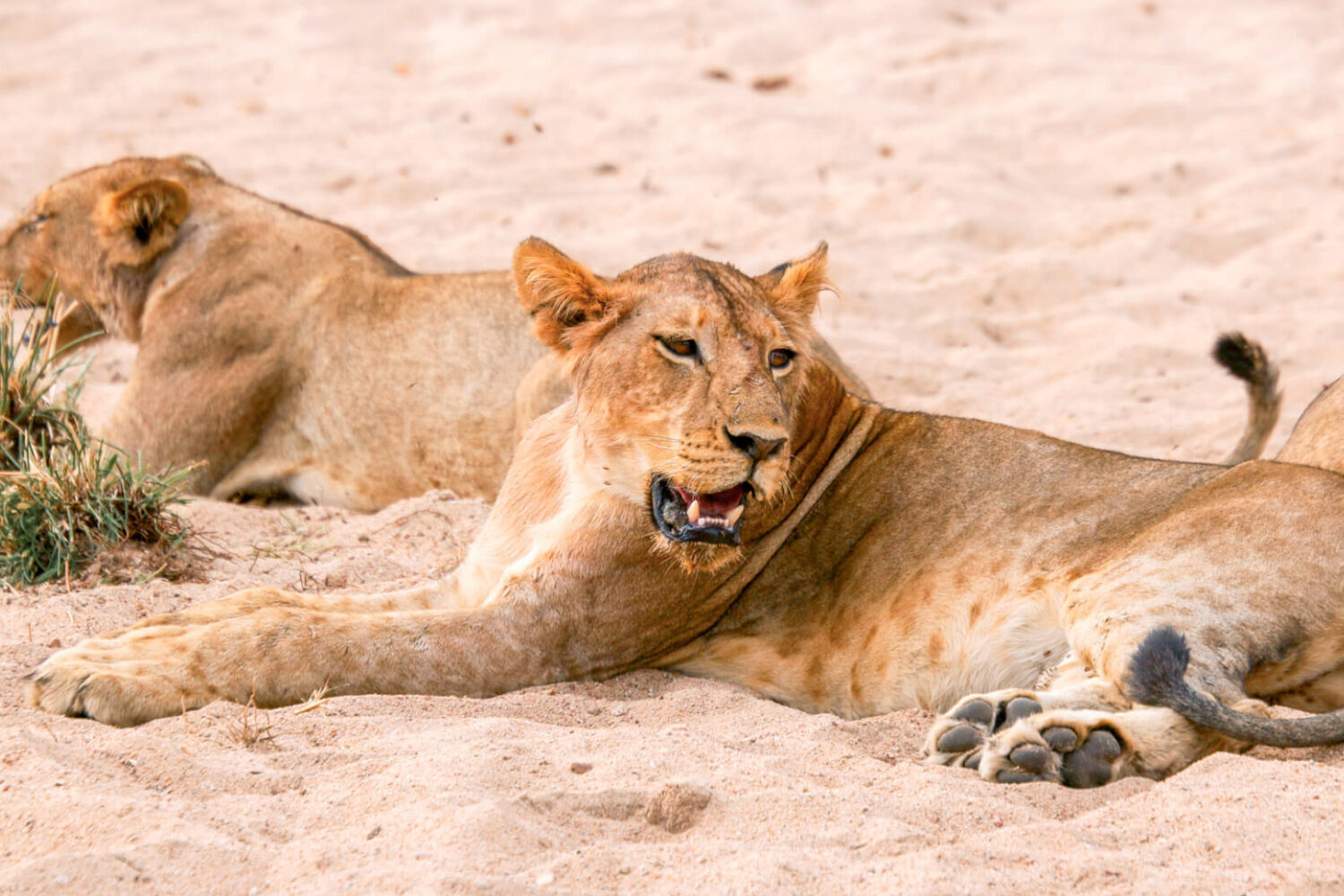 A-pari-of-lionesses-rest-in-the-sand-in-Ruaha-Tanzania