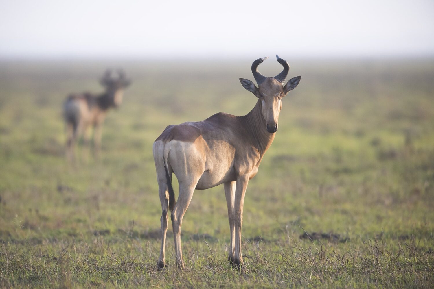 Liechtensteins-hartebeest-in-Mikumi-National-Park-Easy-Travel-Tanzania-min