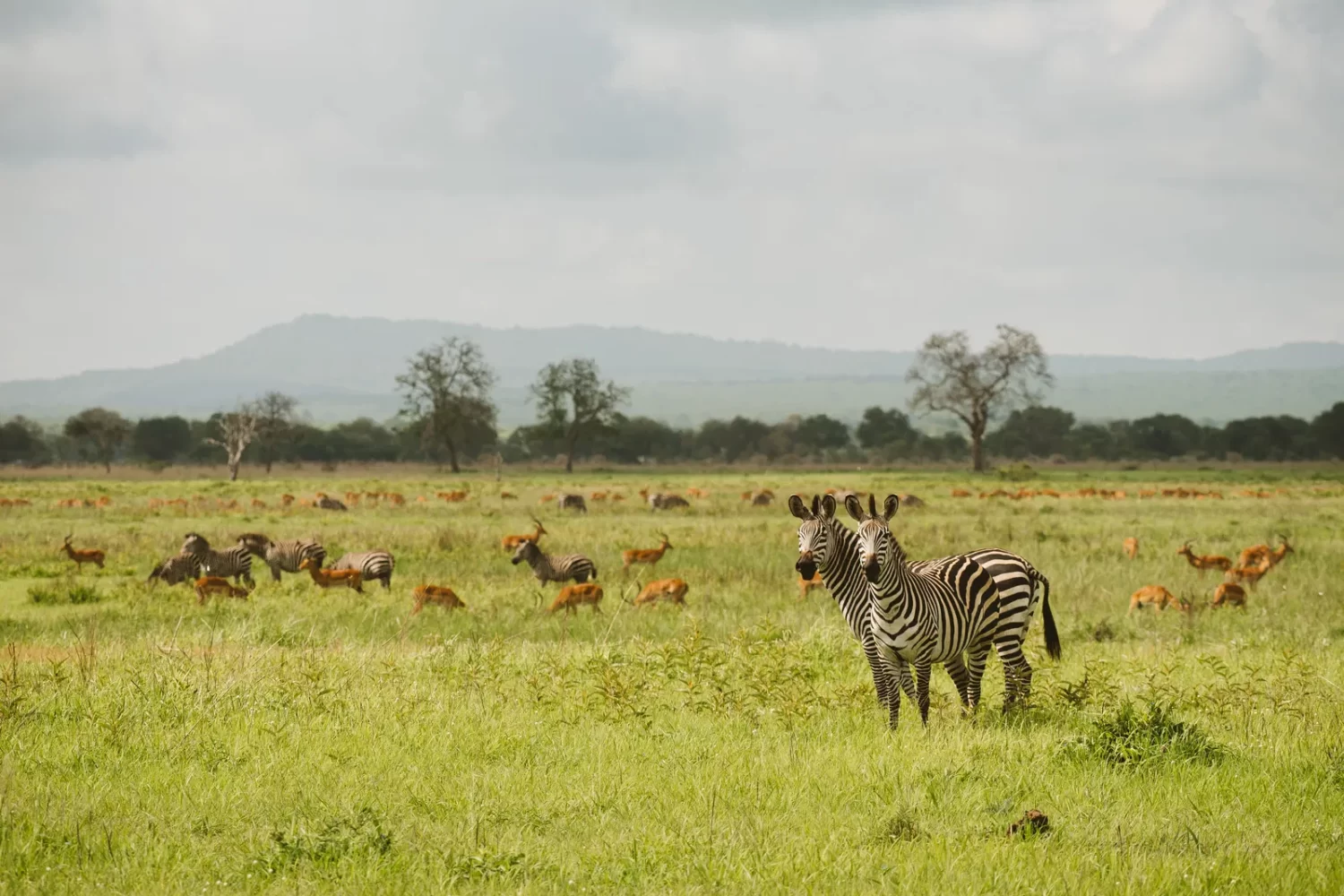 Mikumi National Park