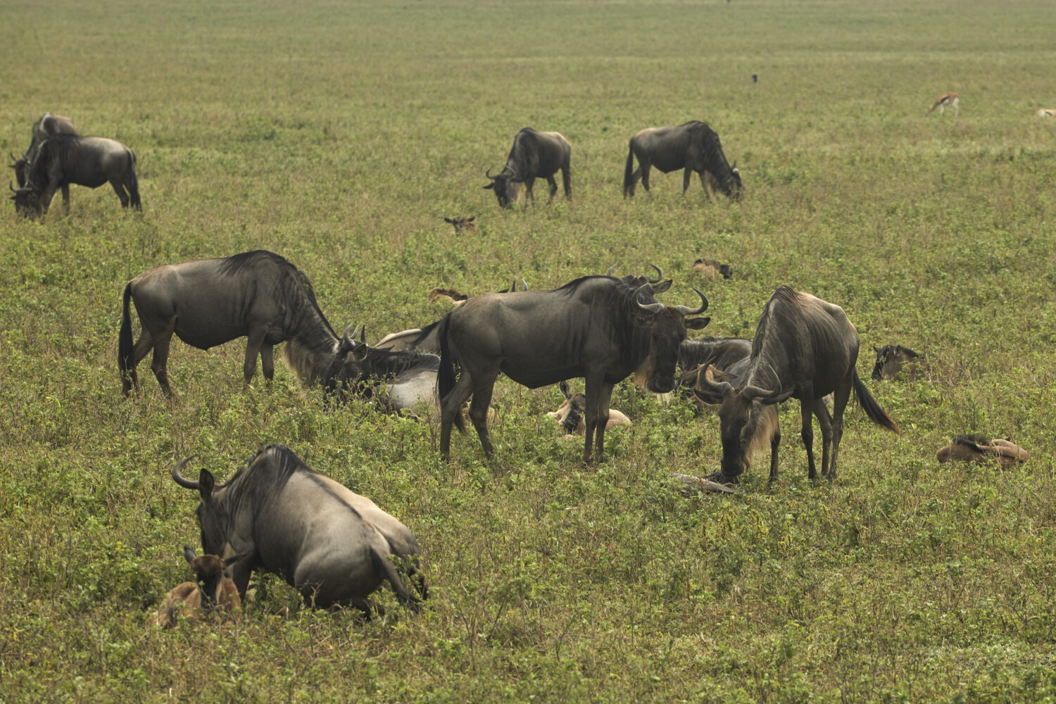 Amazing scene of Wildebeest in Ngorongoro Crater Rim – Picture by African Vista 2-Day Zanzibar to Ngorongoro & Serengeti Safari