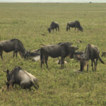 2-Day Zanzibar to Ngorongoro & Serengeti Safari