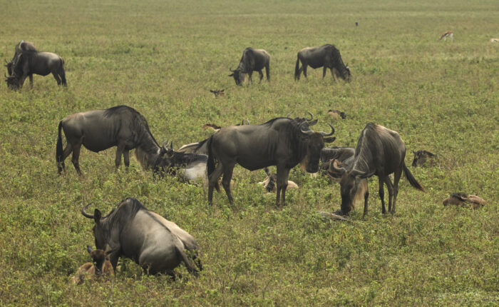 2-Day Zanzibar to Ngorongoro & Serengeti Safari