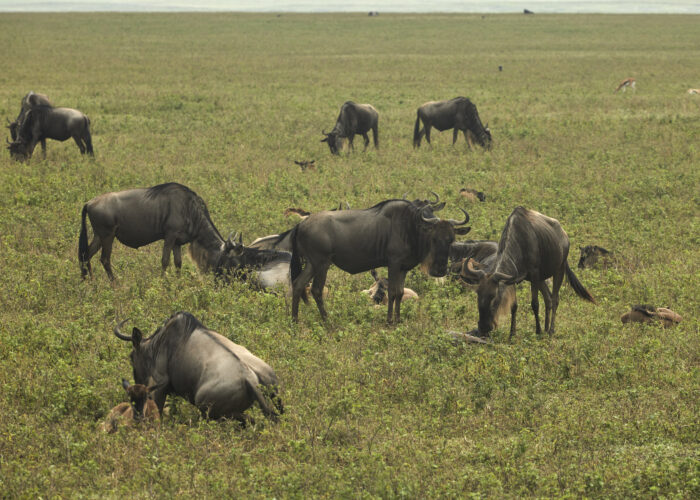 2-Day Zanzibar to Ngorongoro & Serengeti Safari