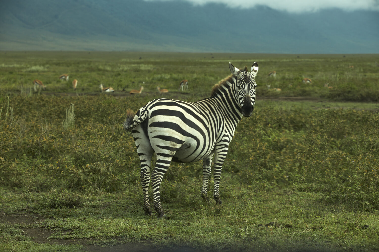 Beautiful Zebra in Ngorongoro Crater – Picture by African Vista 2-Day Zanzibar to Ngorongoro & Tarangire Safari
