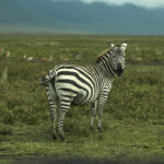 2-Day Zanzibar to Ngorongoro & Tarangire Safari