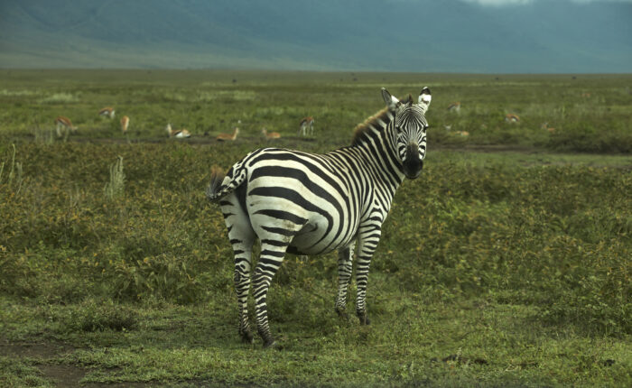 2-Day Zanzibar to Ngorongoro & Tarangire Safari