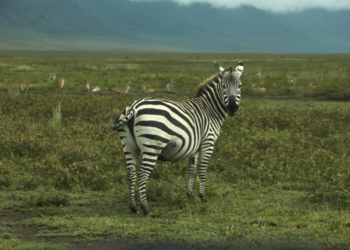 2-Day Zanzibar to Ngorongoro & Tarangire Safari