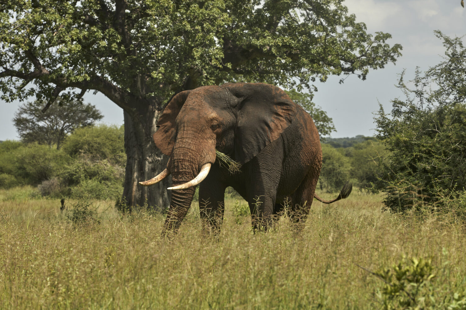 Elephant in Tarangire – African Vista