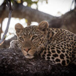 10-Day Southern Tanzania Safari: Nyerere, Ruaha & Katavi Wilderness Circuit