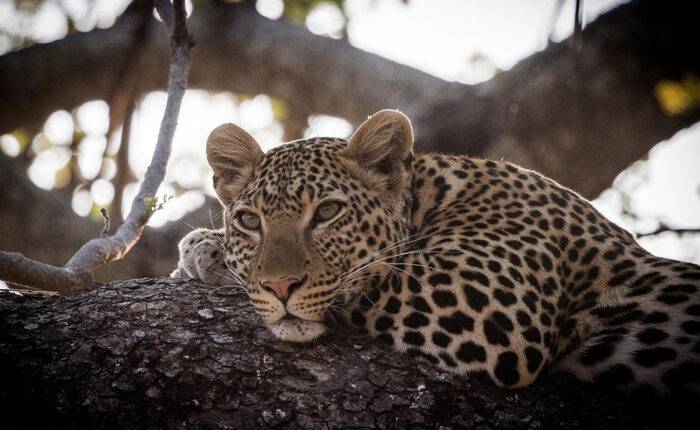 10-Day Southern Tanzania Safari: Nyerere, Ruaha & Katavi Wilderness Circuit