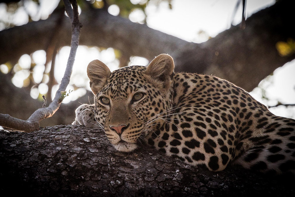 10-Day Southern Tanzania Safari: Nyerere, Ruaha & Katavi Wilderness Circuit